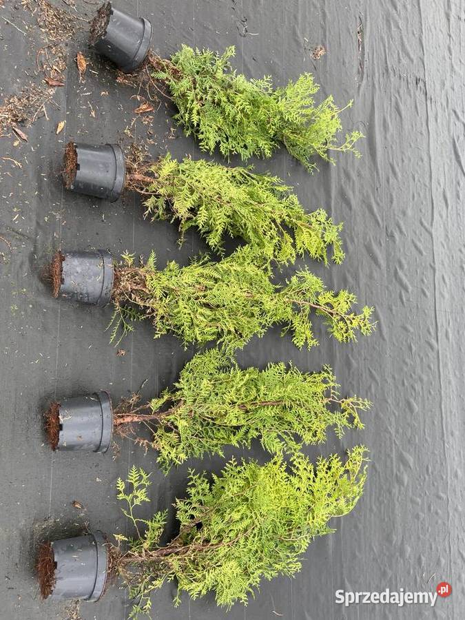 Tuja Brabant 120160 Borzyszkowo