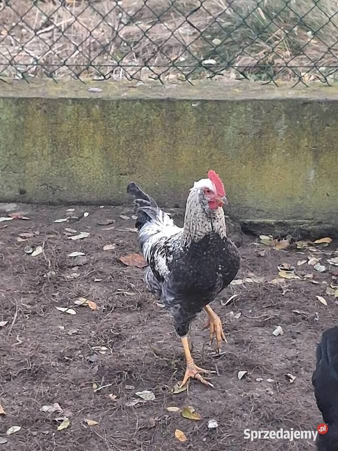 koguty mlode z lipca sprzedam