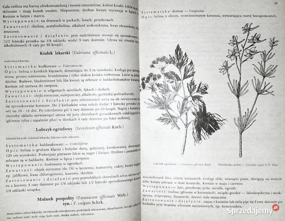 Przewodnik ziołolecznictwa ludowego E Kuźniewski Chełm sprzedam