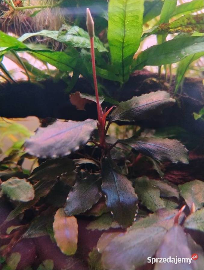 Rośliny do akwarium Bucefalandra Reinecki świętokrzyskie Kielce