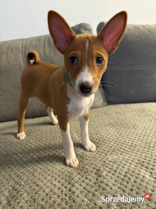 Basenji suczka szczenię