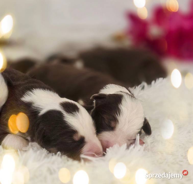 Border Collie szczenieta Drawno