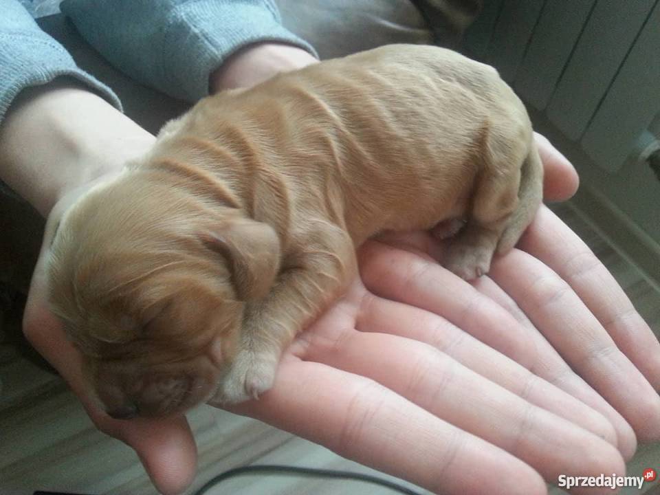 cocker spaniel szczeniaki Psy wielkopolskie Okoleniec sprzedam