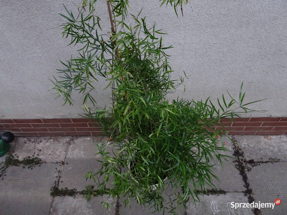 asparagus sierpowaty