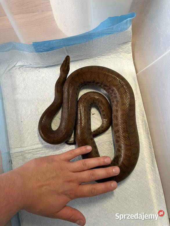 Boa Tęczowe Kolumbijskie