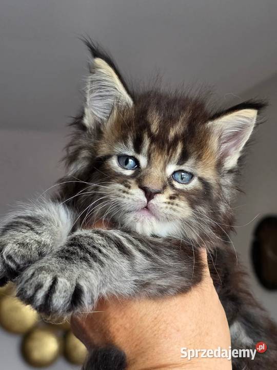 Kociaki maine coon okazja Kraków