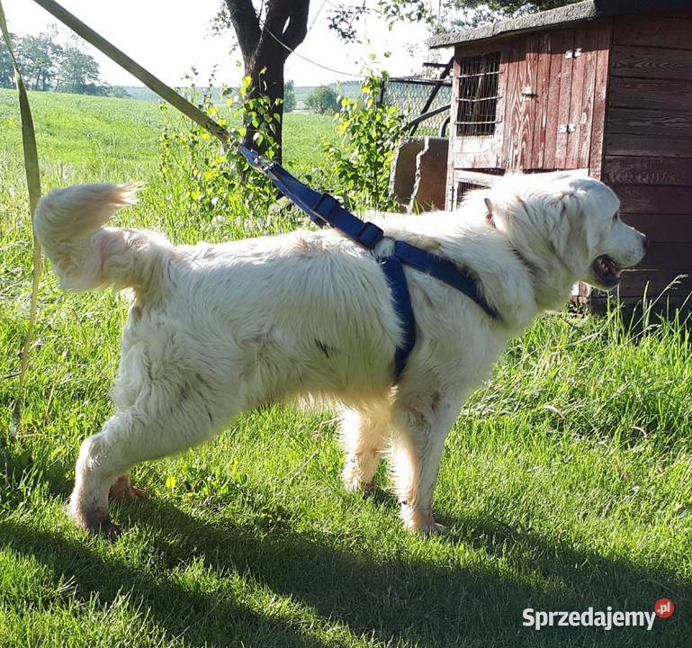 Golden Retriever Rodowód mazowieckie Radom