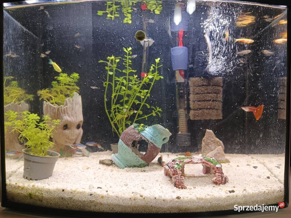 CZYTAJ OPIS Akwarium z pełnym wyposażeniem