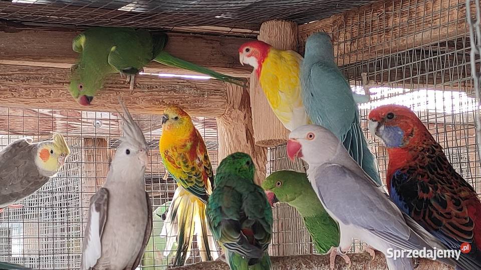 Papugi rozelle aleksandretty Wola Mikorska