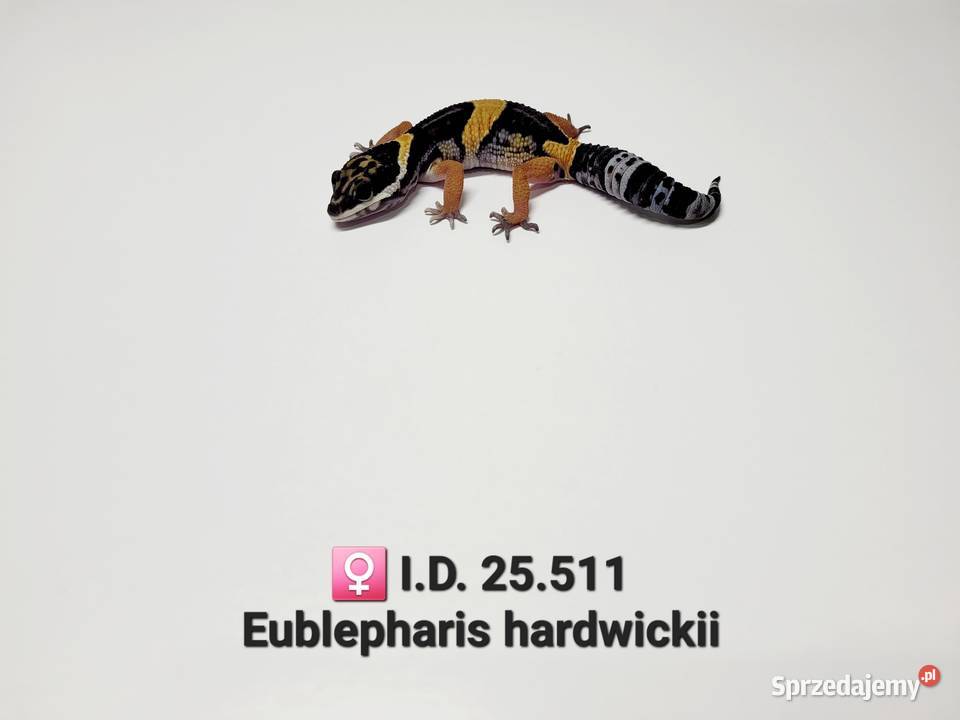 Eublepharis hardwickii gekon Zawiercie