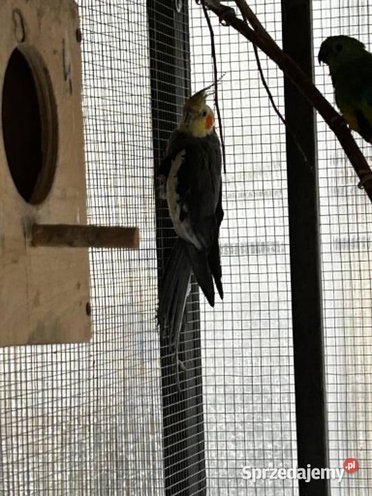 papugi nimfa Wola Miastkowska