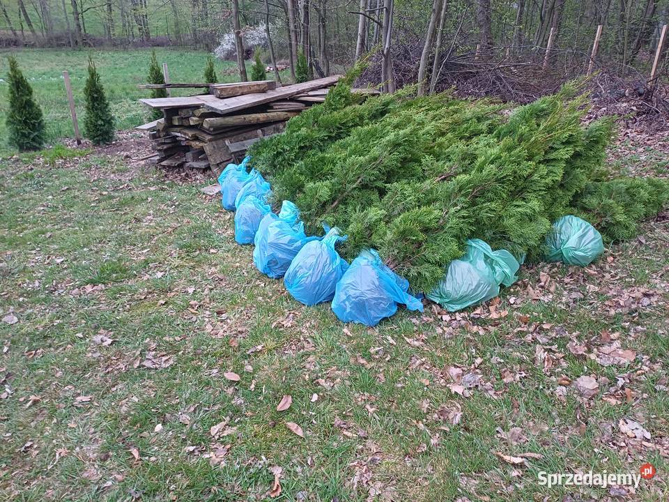 Tuja tuje Szmaragd Kalwaria Zebrzydowska