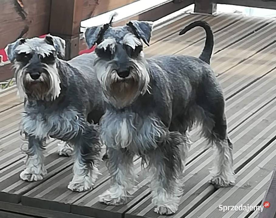 sznaucer miniaturowy Sznaucer