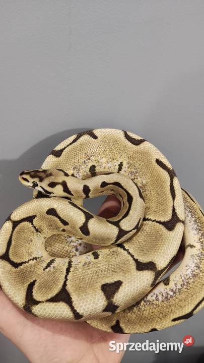 Pyton królewski SAMICA regius Spider Krzeszowice