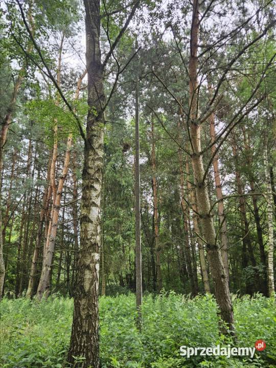 Działka budowlana 6000 m2 JEZIOROLAS Drogoszowice
