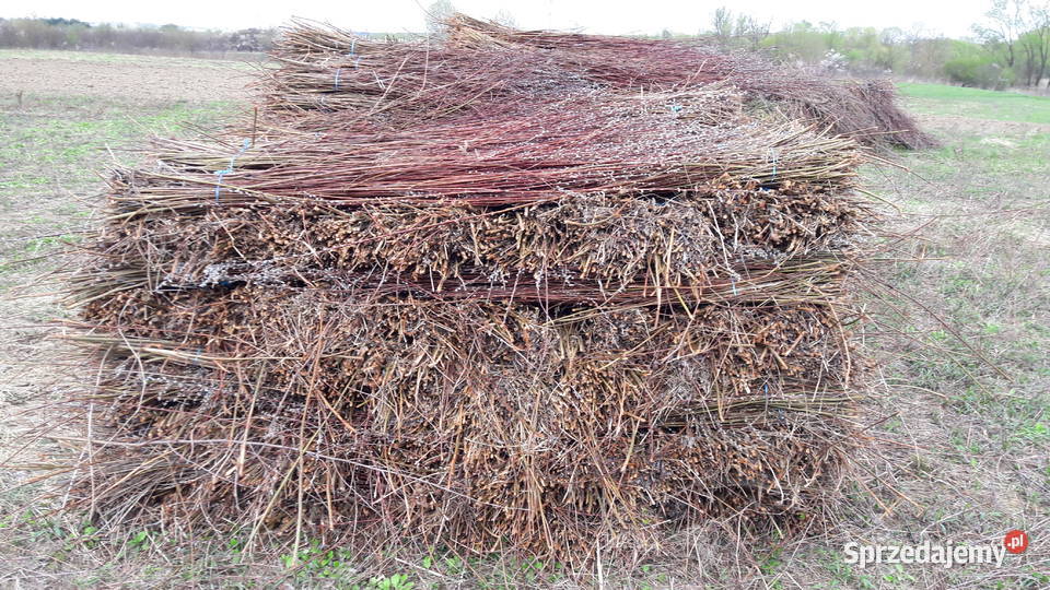 Wiklinę wykoszoną 045ha