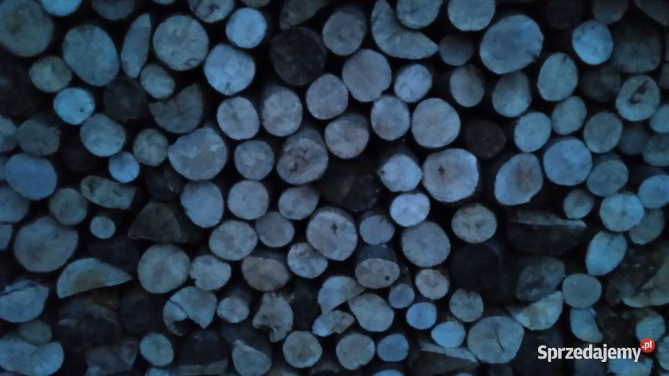 Drzewo bukowe suche Ropa