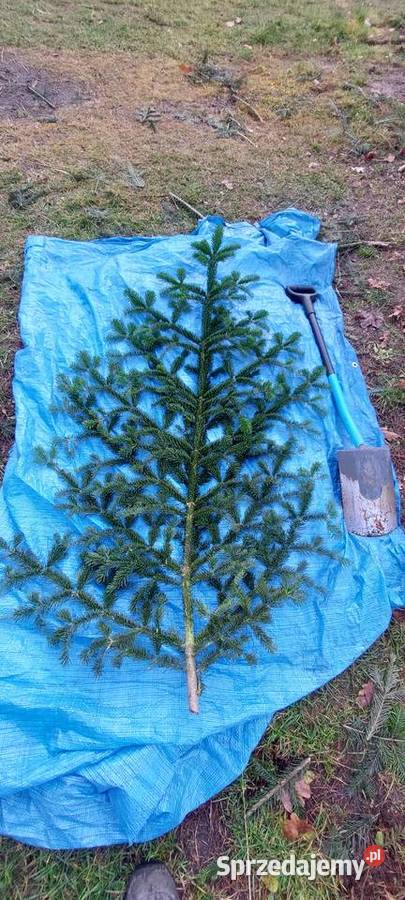 Stroisz gełęzie jodłą kaukaska Mazowieckie mazowieckie Osuchów