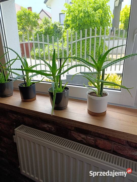 Aloes geranium anginka cytrynowiec Kraków sprzedam