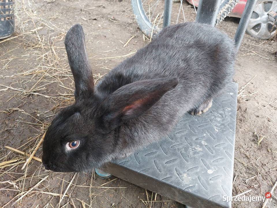Króliki młode duże małopolskie Rzeplin