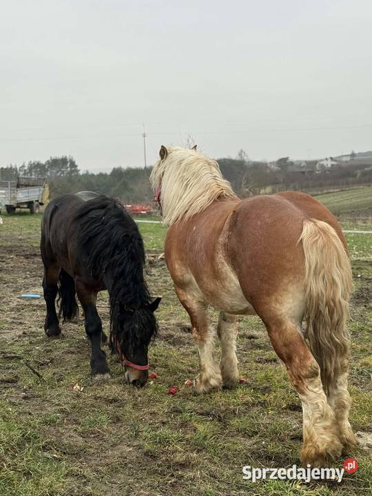 Sprzedam dwa ogiery Opoka Duża