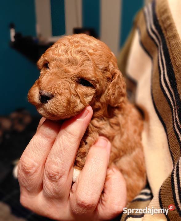 Pudel toy suczka red