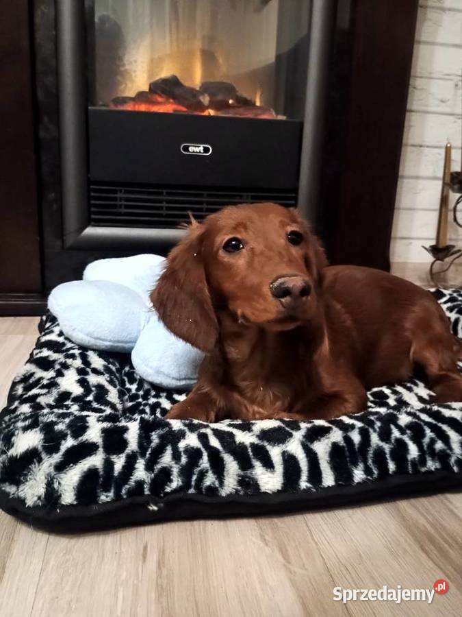 Jamnik długowłosy miniaturowy piesek Radziejów