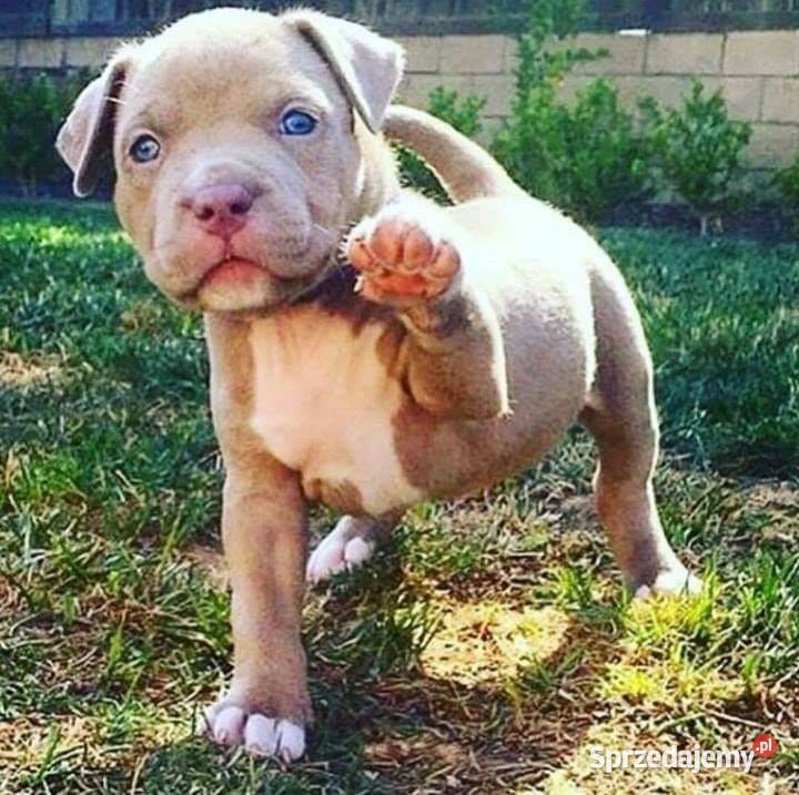Przepiekna Amstaffy