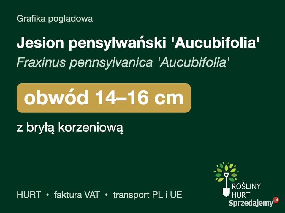 Jesion pensylwański Aucubifolia obwód 1416 z