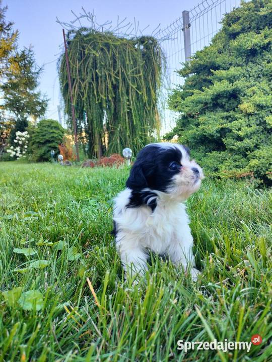 Suczka shih tzu do rezerwacji Zwierzęta Dobrzejewice