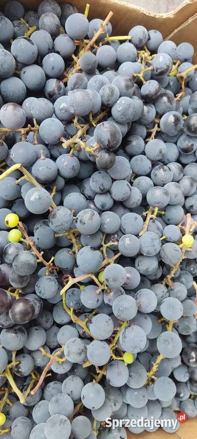 Winogron ciemny ekologiczny bez żadnej chemii Kraśnik