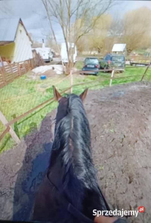 Klacz orchidea Przytoczna