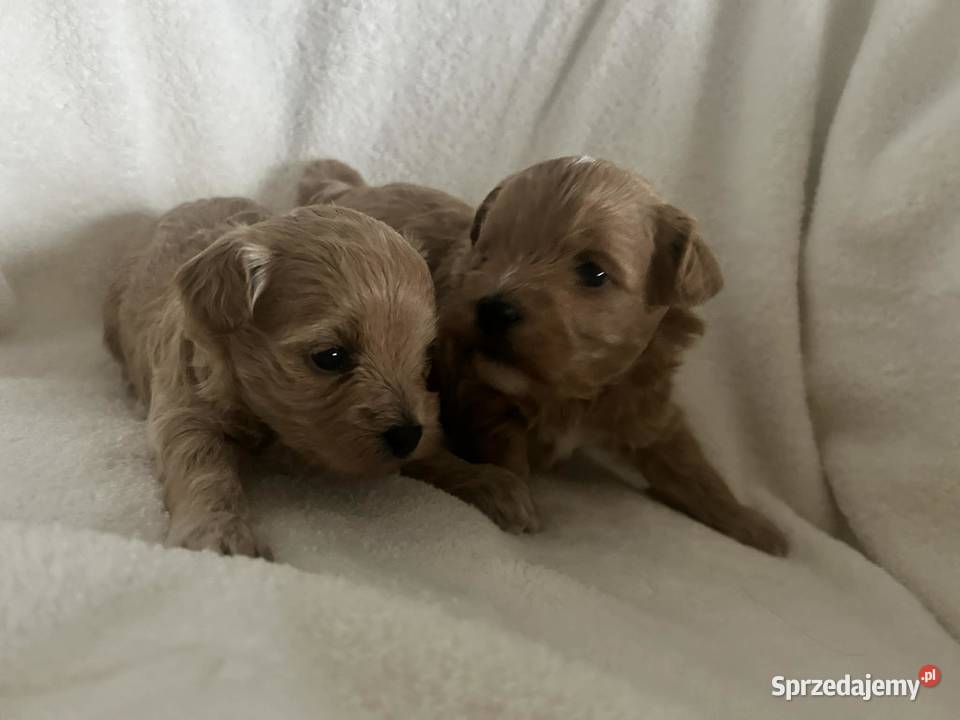 Szczenięta Maltipoo Gorlice
