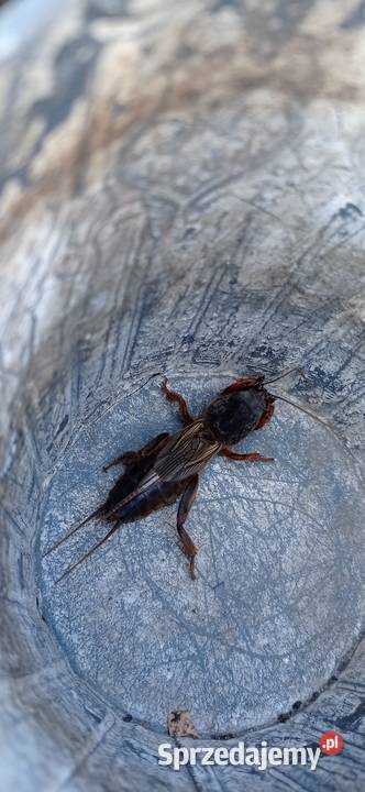 Turkuć podjadek sprzedam