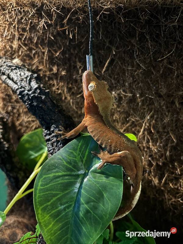 Gekon orzęsiony terrarium Wysoka