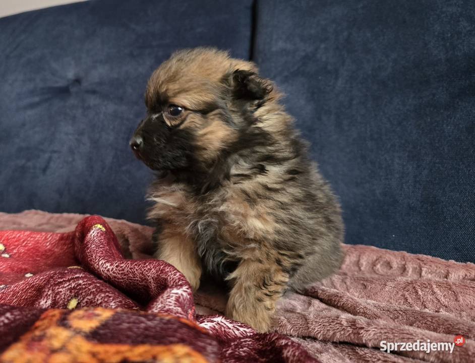 Szpic pomeranian Tarnów