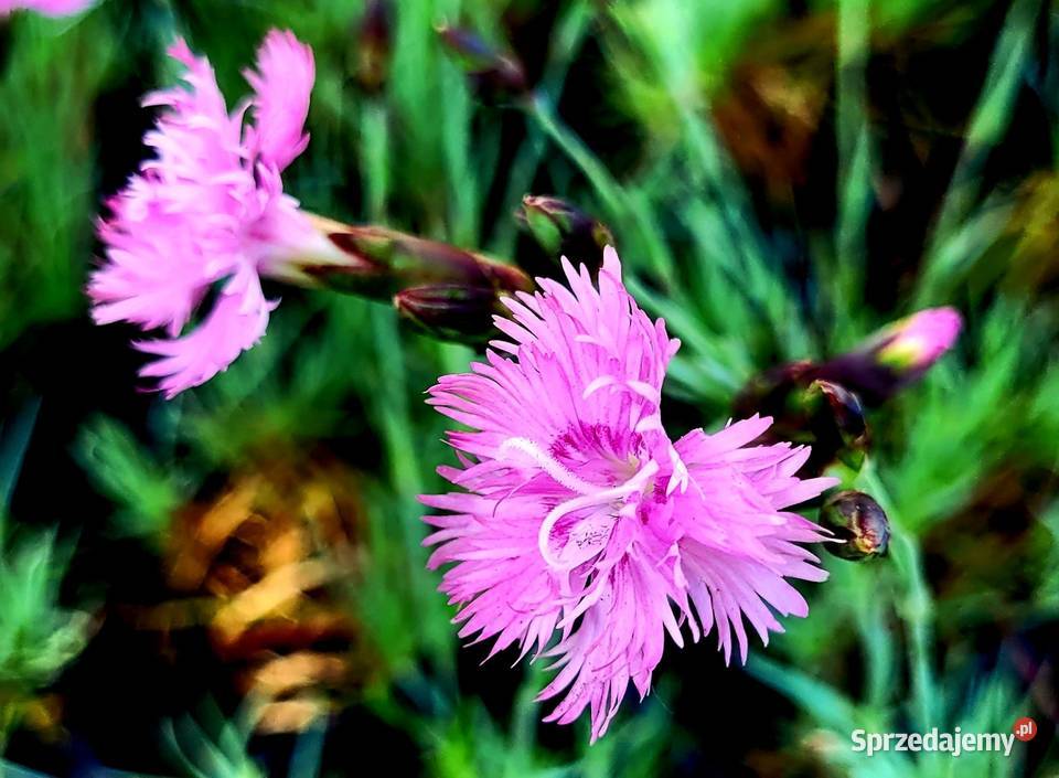 Goździk siny dianthus dianthus gratianopolitanus pomorskie Brzeziniec