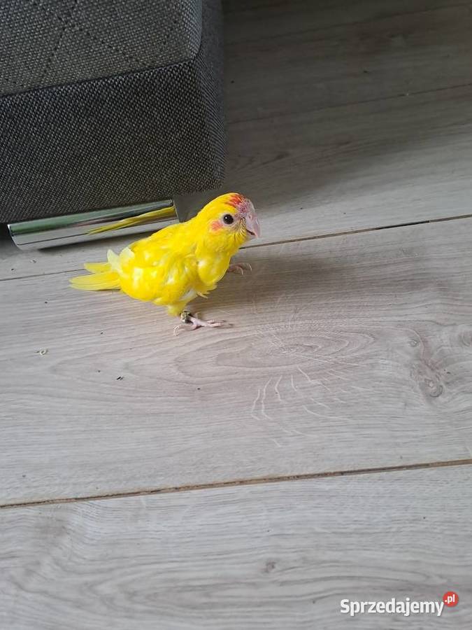 będę miał na sprzedaż papugi kozy małopolskie Wawrzeńczyce