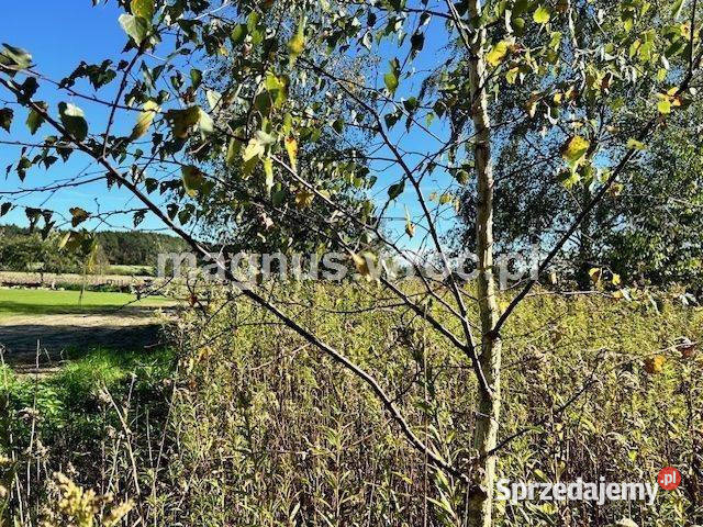 Duża działka na leśnym osiedlu w Miłoszycach 61zł/m2 Miłoszyce