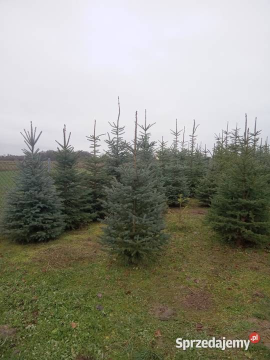 Choinki Świąteczne z plantacji Bełżyce