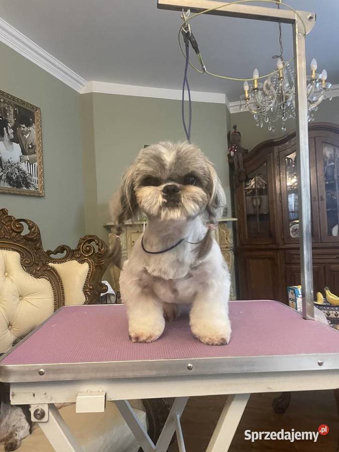 Shih tzu suczka Laskowa