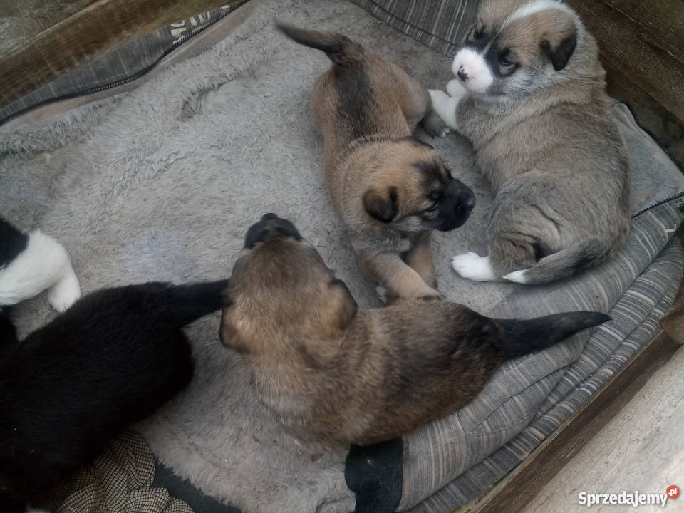 Sympatyczne pieski szukają domu Psy Tarczyn sprzedam