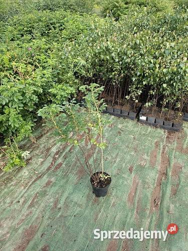 C2 RÓŻA POMARSZCZONA BIAŁA ROSA RUGOSA ALBA Miedźna sprzedam