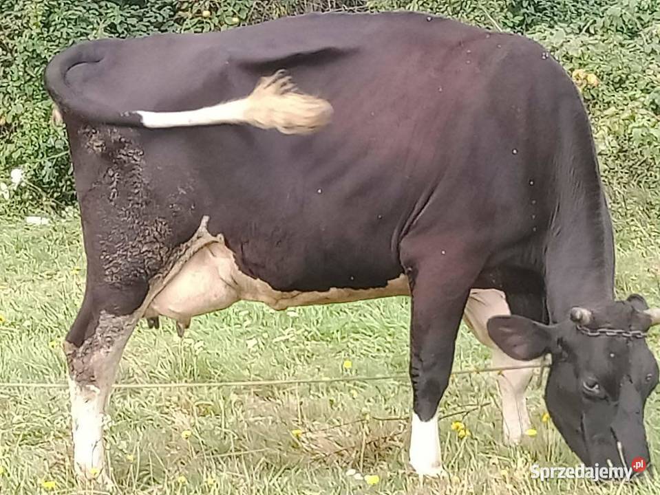 Sprzedam krowę Grodzisko