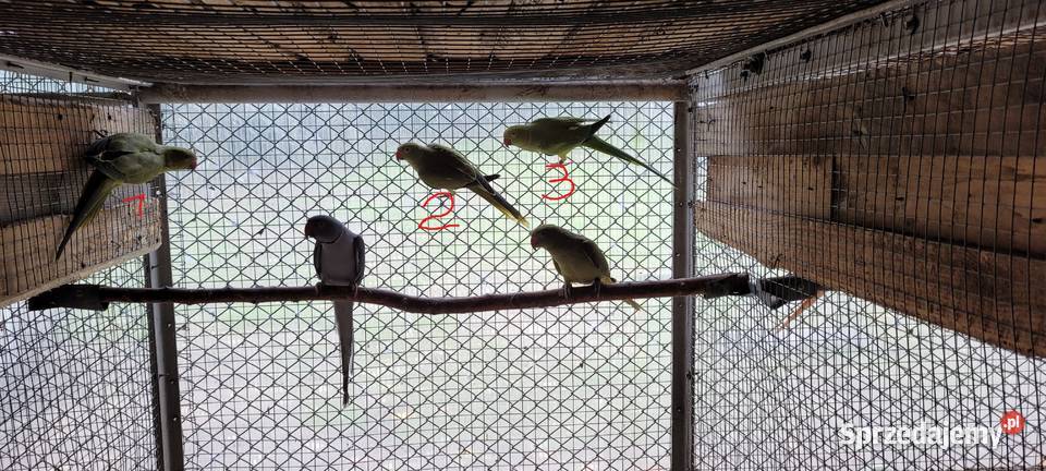 papugi aleksandretty obrożne Łaziska sprzedam