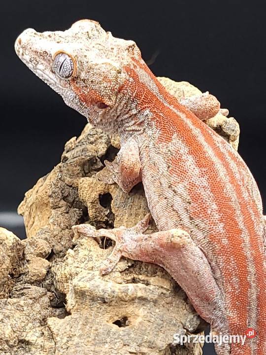 Gekon R auriculatus Bytom sprzedam