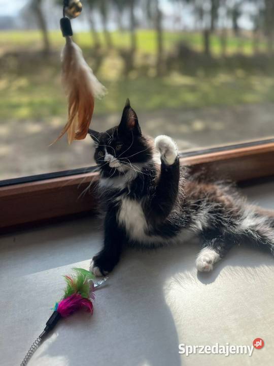 Maine Coon koteczka Sława