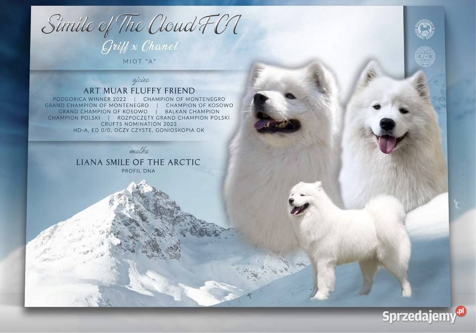 Szczeniaki Samoyed FCI Oleśnica