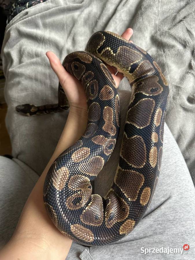 Wąż nie zbożowy Classic samica Lublin