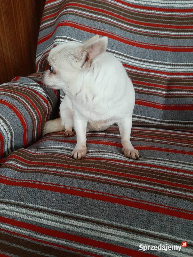Dorosła suczka Chihuahua Lublin